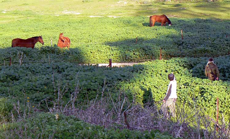 kassam strike near horses